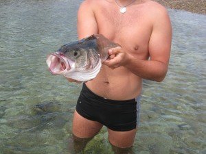 Bar de 45cm - 2 kg à Paimpol au leurre souple