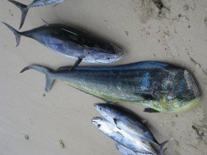 Thon bonite et dorade coryphène - Pêche au gros à l'île Maurice